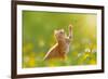 Young Cat / Kitten Hunting a Ladybug with Back Lit-Photo-SD-Framed Photographic Print