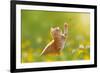 Young Cat / Kitten Hunting a Ladybug with Back Lit-Photo-SD-Framed Photographic Print