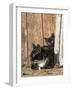 Young Cat with Mother-Andrea Haase-Framed Photographic Print