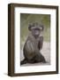 Young Chacma Baboon (Papio Ursinus), Kruger National Park, South Africa, Africa-James Hager-Framed Photographic Print