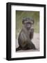 Young Chacma Baboon (Papio Ursinus), Kruger National Park, South Africa, Africa-James Hager-Framed Photographic Print