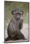 Young Chacma Baboon (Papio Ursinus), Kruger National Park, South Africa, Africa-James Hager-Mounted Photographic Print