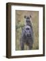 Young Chacma Baboon (Papio Ursinus) Riding-James Hager-Framed Photographic Print