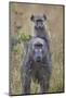 Young Chacma Baboon (Papio Ursinus) Riding-James Hager-Mounted Photographic Print