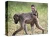 Young Chacma Baboon Riding on Adult's Back in Kruger National Park, Mpumalanga, Africa-Ann & Steve Toon-Stretched Canvas