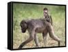 Young Chacma Baboon Riding on Adult's Back in Kruger National Park, Mpumalanga, Africa-Ann & Steve Toon-Framed Stretched Canvas