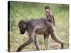 Young Chacma Baboon Riding on Adult's Back in Kruger National Park, Mpumalanga, Africa-Ann & Steve Toon-Stretched Canvas