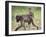 Young Chacma Baboon Riding on Adult's Back in Kruger National Park, Mpumalanga, Africa-Ann & Steve Toon-Framed Photographic Print