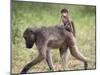 Young Chacma Baboon Riding on Adult's Back in Kruger National Park, Mpumalanga, Africa-Ann & Steve Toon-Mounted Photographic Print