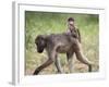 Young Chacma Baboon Riding on Adult's Back in Kruger National Park, Mpumalanga, Africa-Ann & Steve Toon-Framed Photographic Print