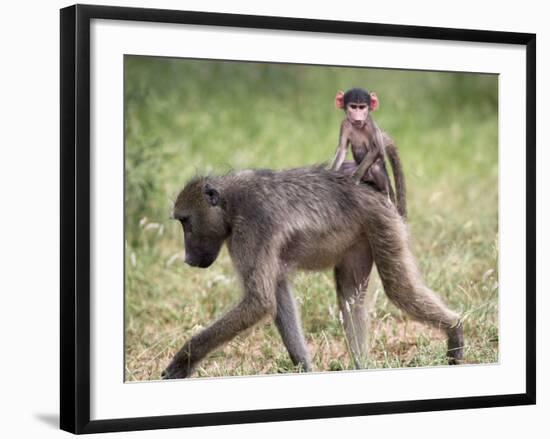 Young Chacma Baboon Riding on Adult's Back in Kruger National Park, Mpumalanga, Africa-Ann & Steve Toon-Framed Photographic Print