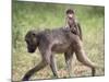 Young Chacma Baboon Riding on Adult's Back in Kruger National Park, Mpumalanga, Africa-Ann & Steve Toon-Mounted Photographic Print