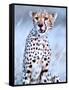 Young cheetah, 2019,-Eric Meyer-Framed Stretched Canvas