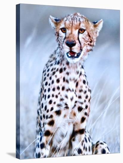 Young cheetah, 2019,-Eric Meyer-Stretched Canvas