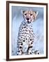 Young cheetah, 2019,-Eric Meyer-Framed Photographic Print