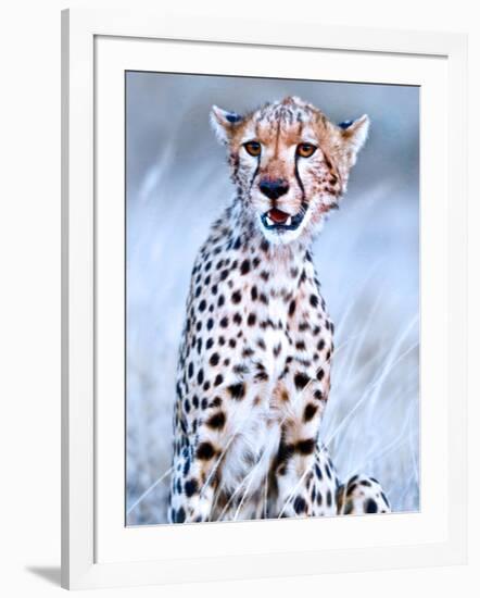 Young cheetah, 2019,-Eric Meyer-Framed Photographic Print