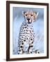 Young cheetah, 2019,-Eric Meyer-Framed Photographic Print