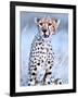 Young cheetah, 2019,-Eric Meyer-Framed Photographic Print