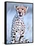 Young cheetah, 2019,-Eric Meyer-Framed Stretched Canvas