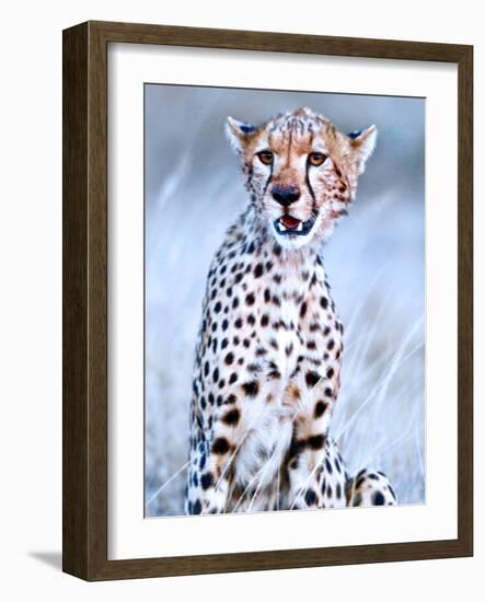 Young cheetah, 2019,-Eric Meyer-Framed Photographic Print
