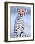 Young cheetah, 2019,-Eric Meyer-Framed Photographic Print