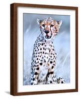 Young cheetah, 2019,-Eric Meyer-Framed Photographic Print
