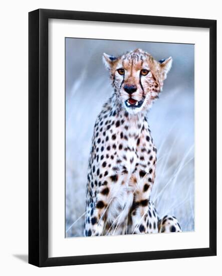 Young cheetah, 2019,-Eric Meyer-Framed Photographic Print