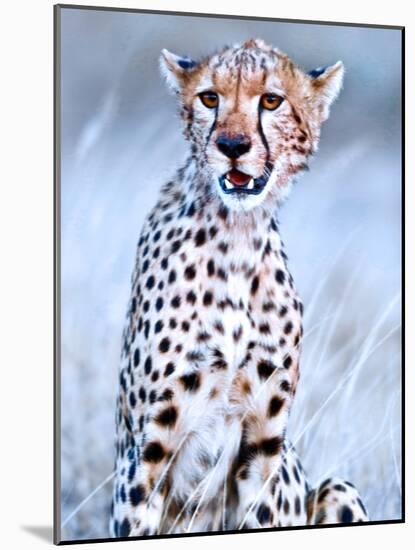 Young cheetah, 2019,-Eric Meyer-Mounted Photographic Print