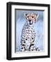 Young cheetah, 2019,-Eric Meyer-Framed Photographic Print