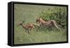 Young Cheetah Learning to Hunt-DLILLC-Framed Stretched Canvas