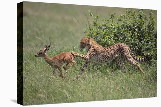 Young Cheetah Learning to Hunt-DLILLC-Stretched Canvas