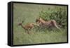 Young Cheetah Learning to Hunt-DLILLC-Framed Stretched Canvas