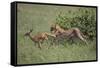 Young Cheetah Learning to Hunt-DLILLC-Framed Stretched Canvas