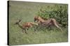 Young Cheetah Learning to Hunt-DLILLC-Stretched Canvas