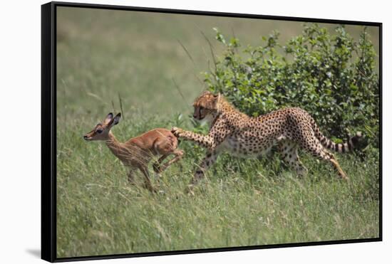 Young Cheetah Learning to Hunt-DLILLC-Framed Stretched Canvas