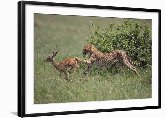 Young Cheetah Learning to Hunt-DLILLC-Framed Photographic Print