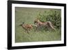 Young Cheetah Learning to Hunt-DLILLC-Framed Photographic Print