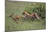 Young Cheetah Learning to Hunt-DLILLC-Mounted Photographic Print