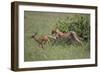 Young Cheetah Learning to Hunt-DLILLC-Framed Photographic Print