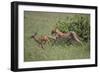 Young Cheetah Learning to Hunt-DLILLC-Framed Photographic Print