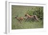 Young Cheetah Learning to Hunt-DLILLC-Framed Photographic Print