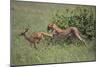 Young Cheetah Learning to Hunt-DLILLC-Mounted Photographic Print