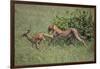 Young Cheetah Learning to Hunt-DLILLC-Framed Photographic Print