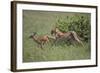 Young Cheetah Learning to Hunt-DLILLC-Framed Photographic Print