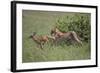 Young Cheetah Learning to Hunt-DLILLC-Framed Photographic Print