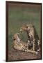 Young Cheetah Yawning-DLILLC-Framed Photographic Print