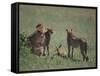 Young Cheetahs Practice Hunting-DLILLC-Framed Stretched Canvas