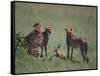 Young Cheetahs Practice Hunting-DLILLC-Framed Stretched Canvas