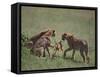 Young Cheetahs Practice Hunting-DLILLC-Framed Stretched Canvas