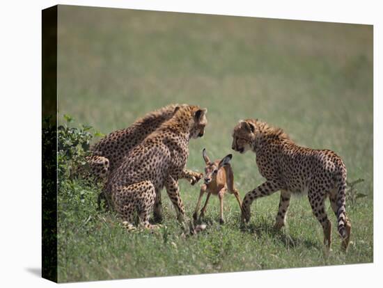 Young Cheetahs Practice Hunting-DLILLC-Stretched Canvas